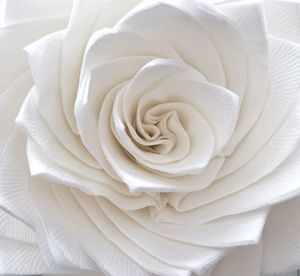 Close-up of white rose