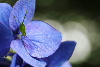 Close-up of blue flower on plant