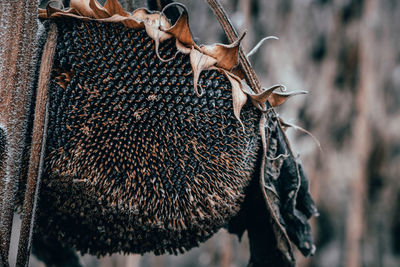 Close-up of dried plant