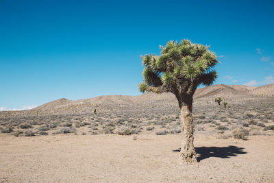 Tree on desert against clear blue sky