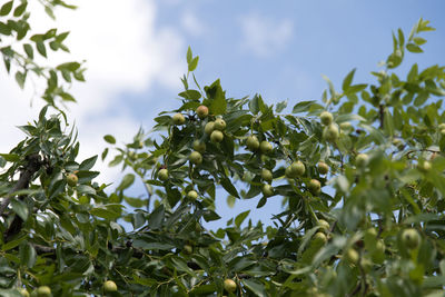 Low angle view of jujube tree against sky