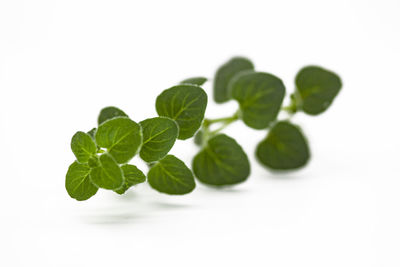 Close-up of fresh green leaves against white background