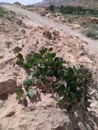 Plants growing in desert