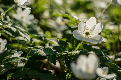 Close-up of white flowers blooming outdoors