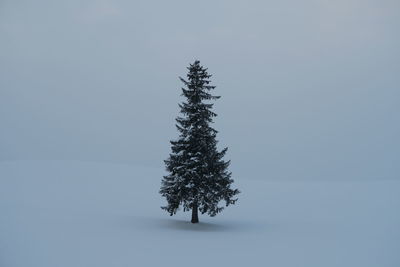 Pine tree on snow covered field against sky