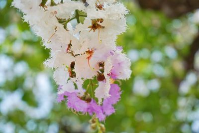 Close-up of bee on white flower