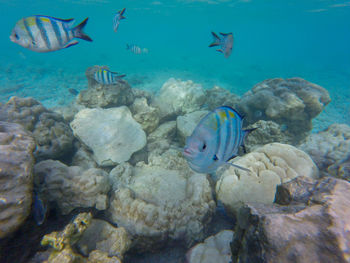 View of fish in sea