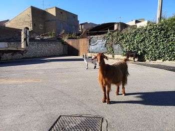 View of a goats standing on road