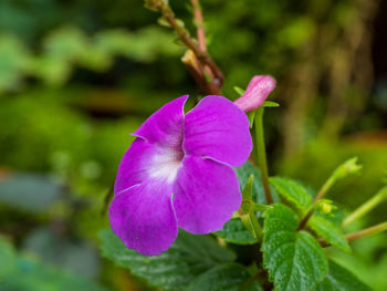 Close-up of purple flowering plant