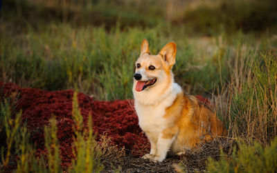 View of dog in field