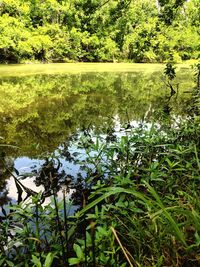 Scenic view of lake in forest