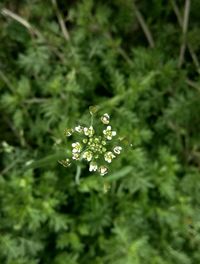 Close-up of plant with water drops