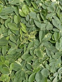 Full frame shot of green leaves