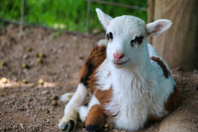 Portrait of goat on field