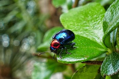 Close-up of ladybug on leaf