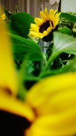 Close-up of yellow flower blooming outdoors
