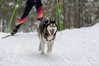 Full length of a dog on snow