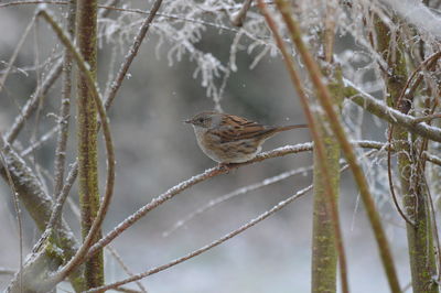 Close-up of bird perching on branch during winter