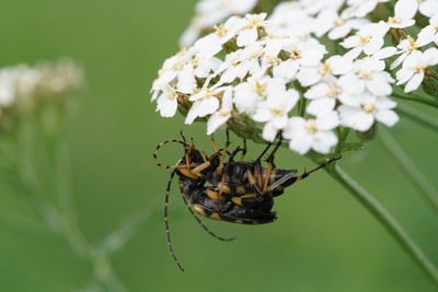 Close-up of insects mating on white flowers