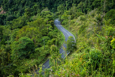 High angle view of trees in forest