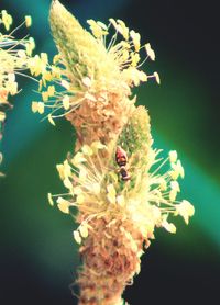 Close-up of bee pollinating on white flower