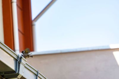 Low angle view of a bird against building