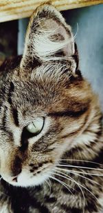 Close-up of a cat with eyes closed