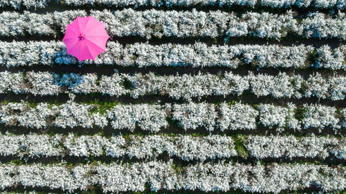 Aerial view margaret flower field, rows of margaret or marguerite flower,  thailand.