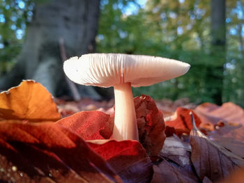 Close-up of mushroom growing on tree during autumn