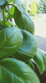 Close-up of green leaves