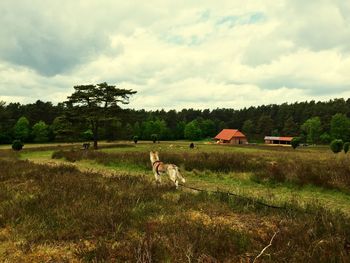 Sheep grazing on grassy field against cloudy sky