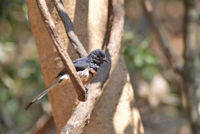 Close-up of lizard on tree trunk