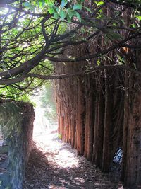 Trees growing in park