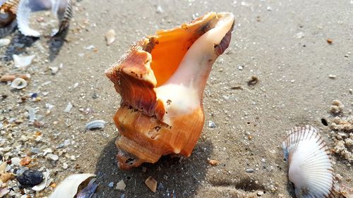 High angle view of shell on beach