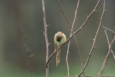 Close-up of bird perching on branch