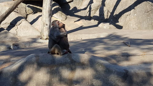 Monkeys embracing while sitting on rock