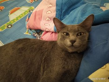 Portrait of cat relaxing on bed