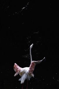 View of bird flying over lake