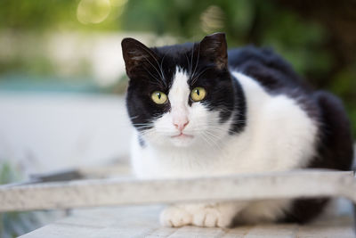 Close-up portrait of cat