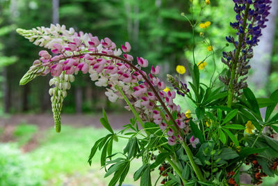 Close-up of pink flowering plant in park