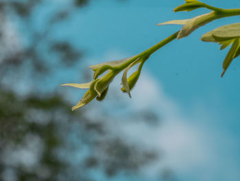 Close-up of yellow flowering plant