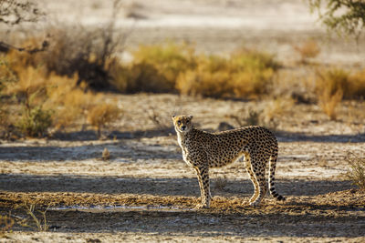 Cheetah walking on field