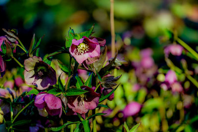 Close-up of pink flowering plant