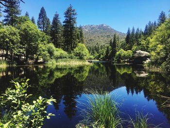 Scenic view of lake in forest against sky