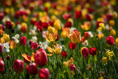 Flowers blooming on field