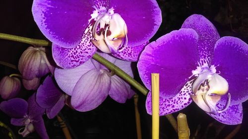 Close-up of purple flower