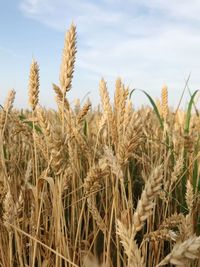 Close-up of stalks in field against sky