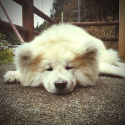 Dog sleeping on couch