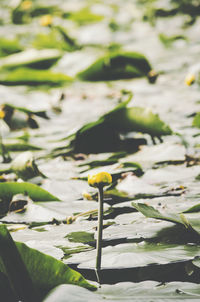 Close-up of water lily in lake