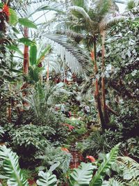 Plants and trees in forest